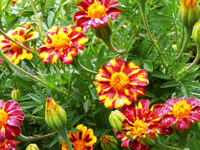 Seeds, Marigold Red Metamorph French