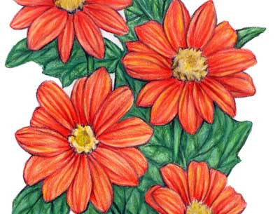 Seeds, Tithonia Red Torch