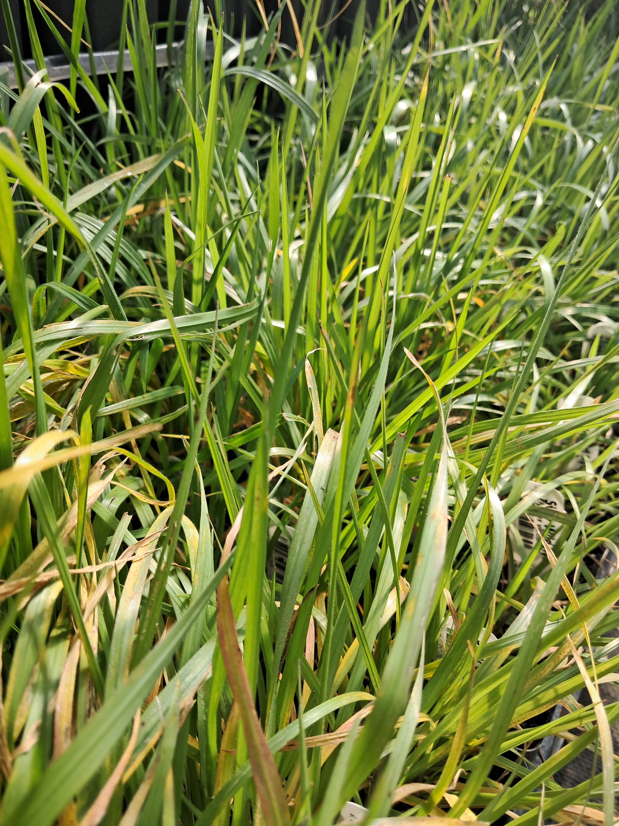 Wild Rye, Silky