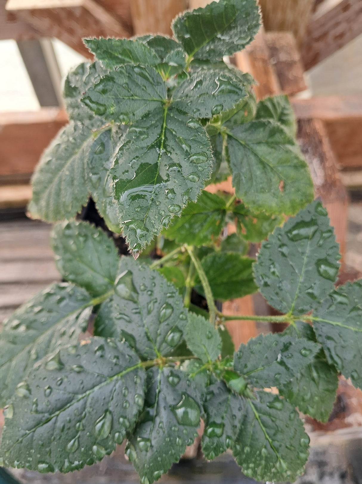 Blackberry, Ouachita, Thornless