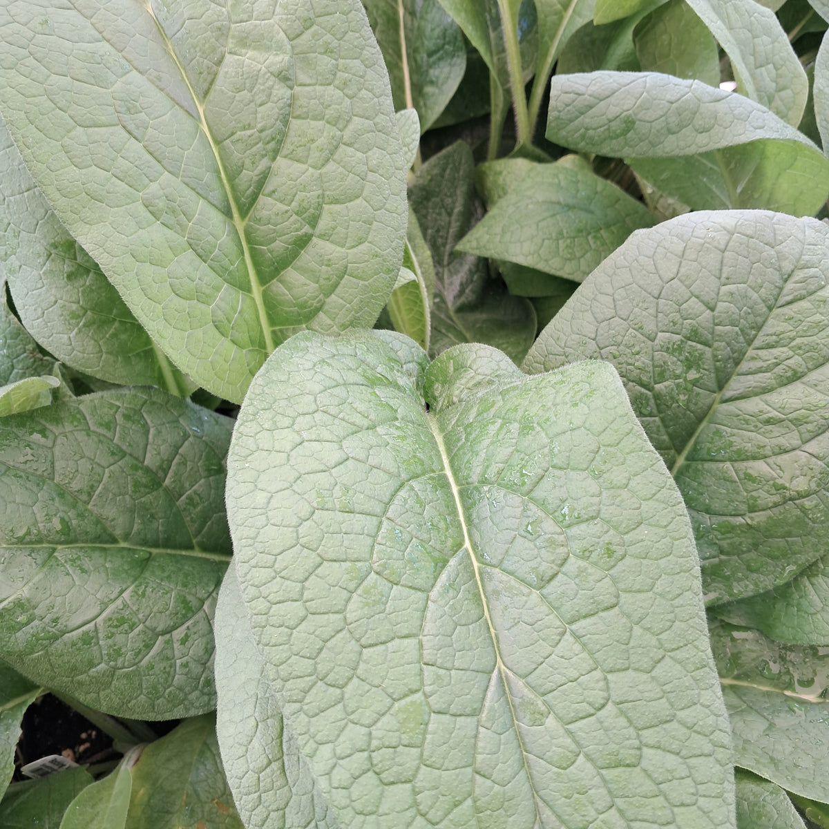 comfrey plant seeds for sale Comfrey Bocking #4 (Symphytum uplandicum)
