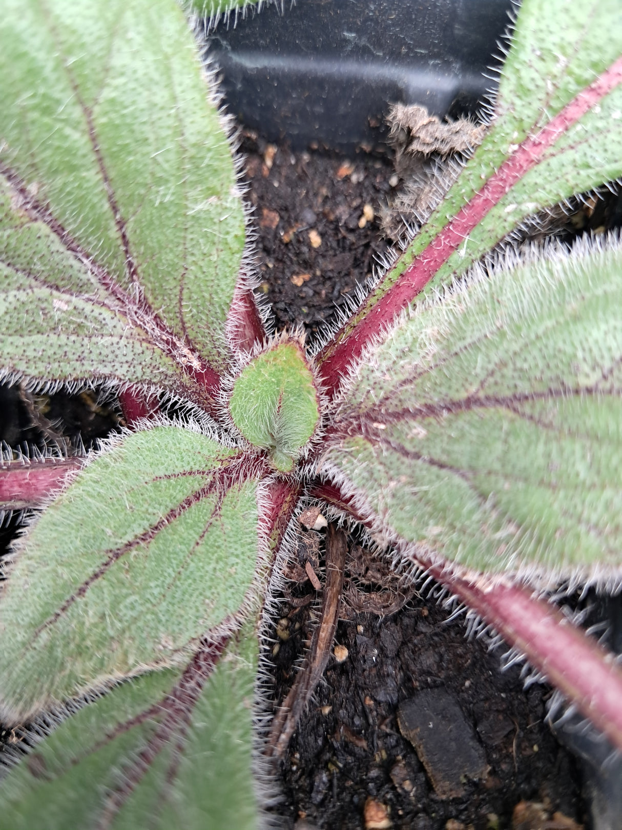 Rudbeckia, Cherry Brandy