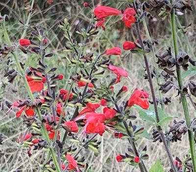 Seeds, Scarlet Sage