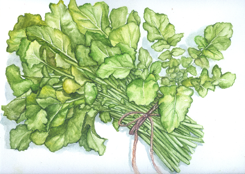 Seeds, Turnip Greens Seven Top