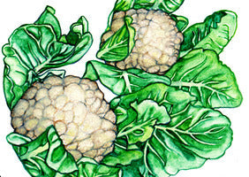 Seeds, Cauliflower Snowball Self-Blanching