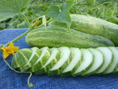 Seeds, Cucumber Straight Eight