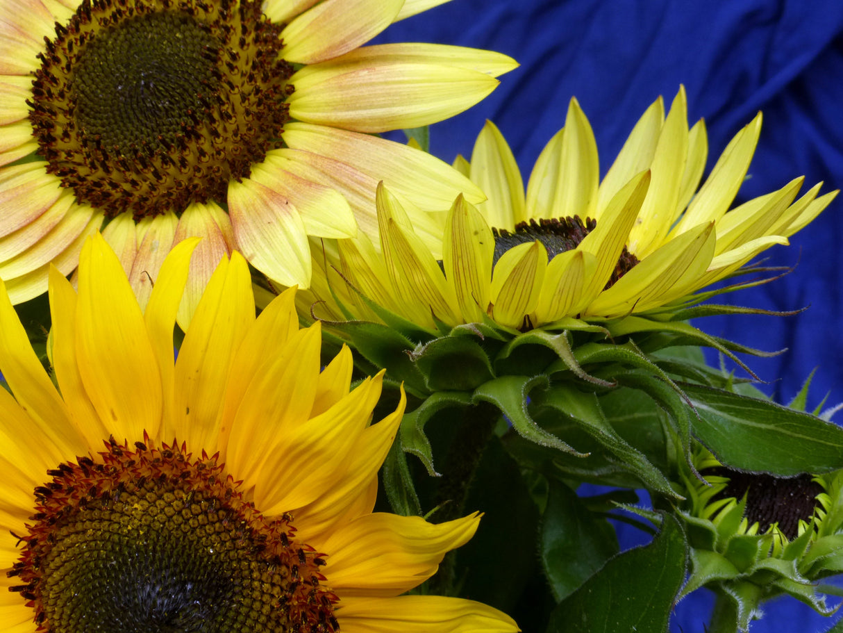 Seeds, Sunflower Autumn Beauty