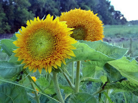 Seeds, Sunflower Teddy Bear