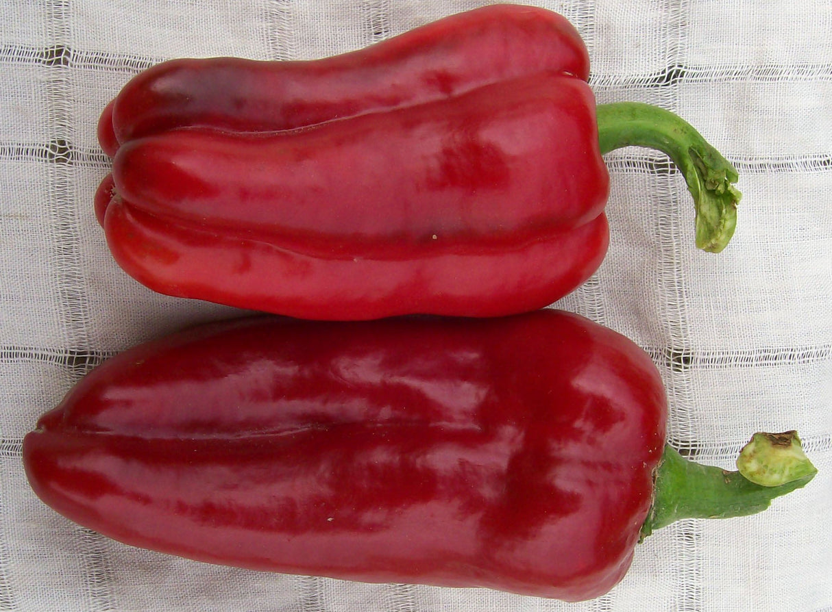 Seeds, Pepper Marconi