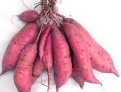 sweet potato, Georgia jet