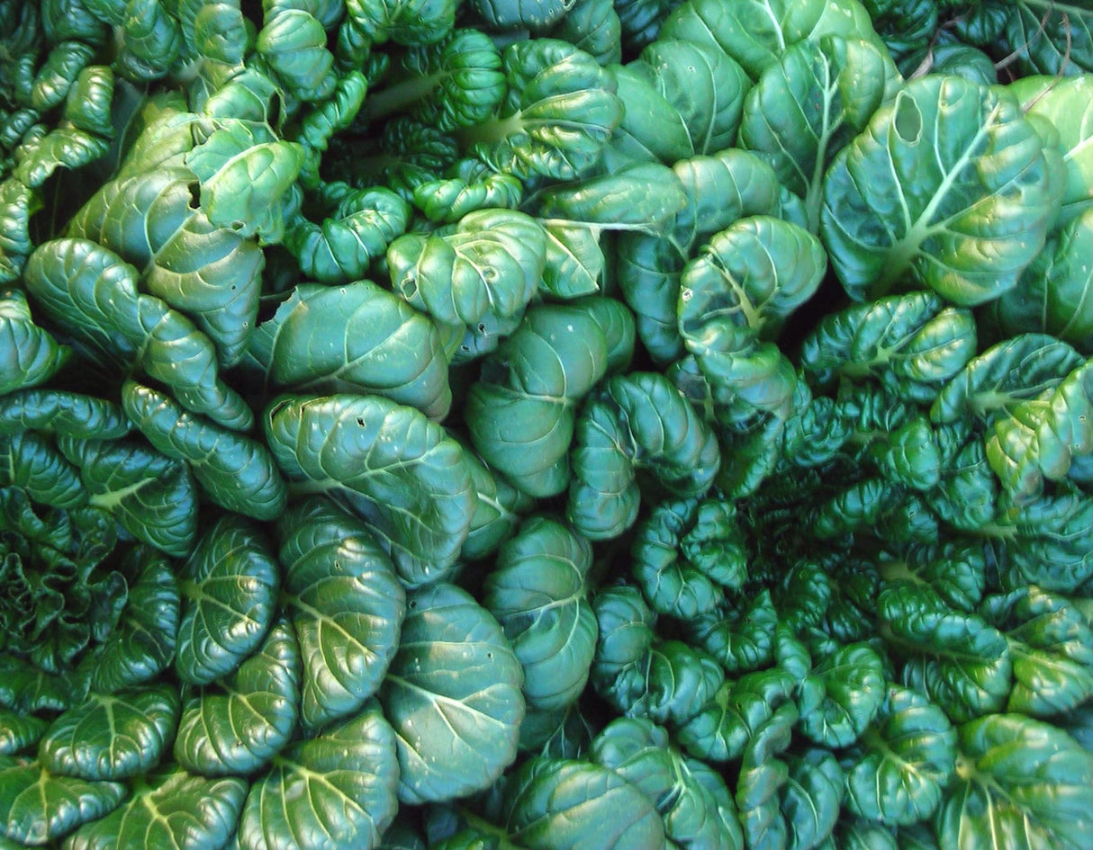Seeds, Tatsoi