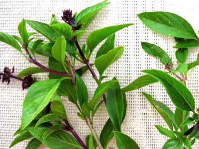 Seeds, Basil Sweet Thai