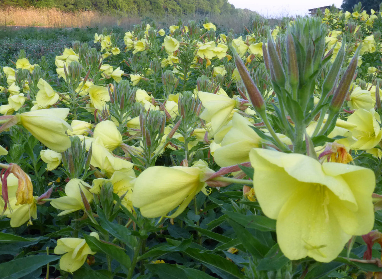 Seeds, Tina James' Magic Evening Primrose