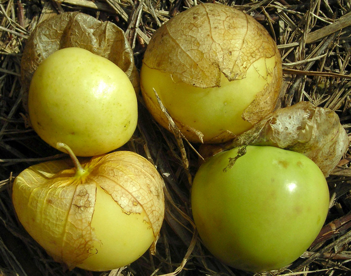 Seeds, Tomatillo Tomate Verde