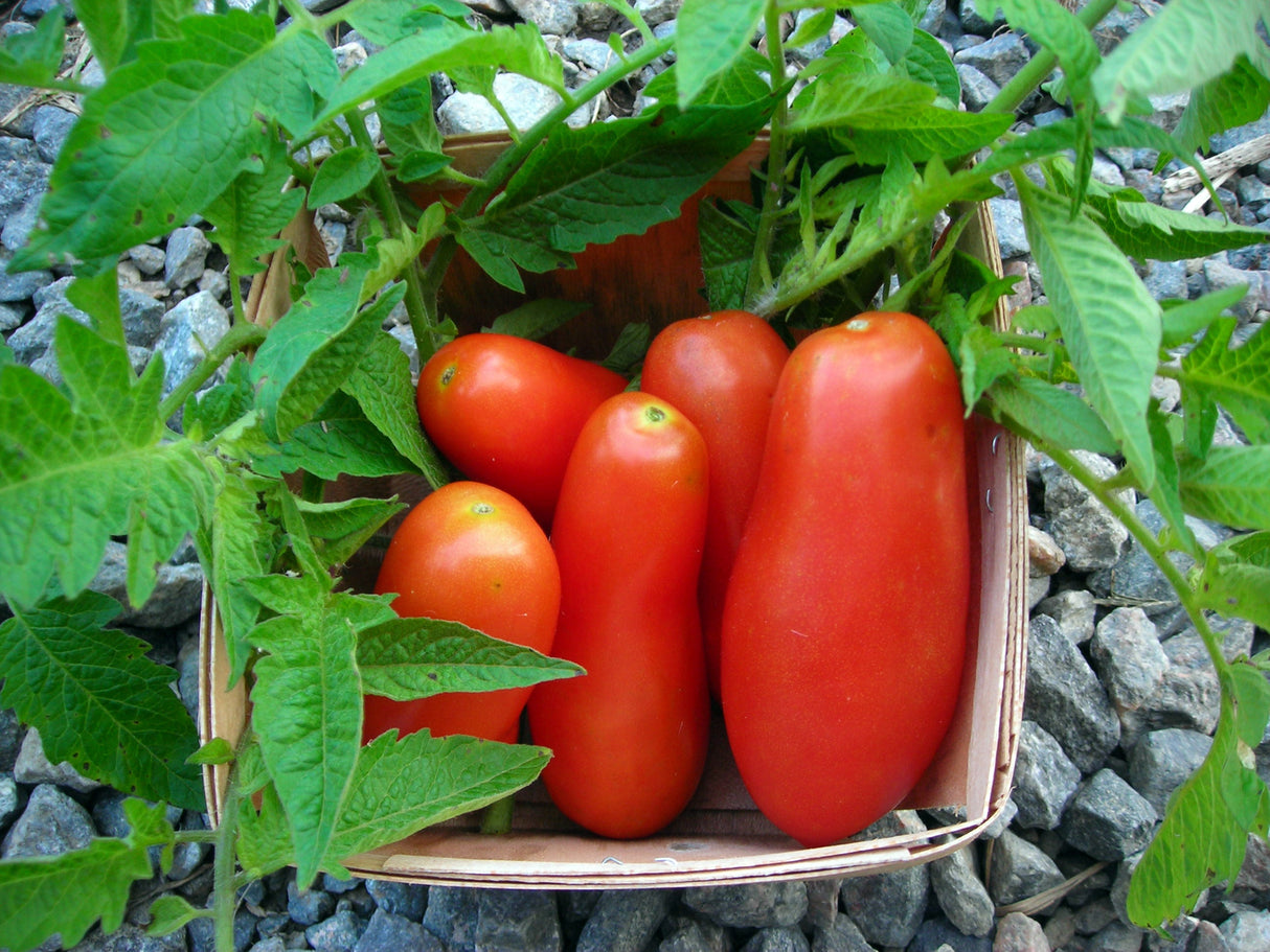 Seeds, Tomato San Marzano