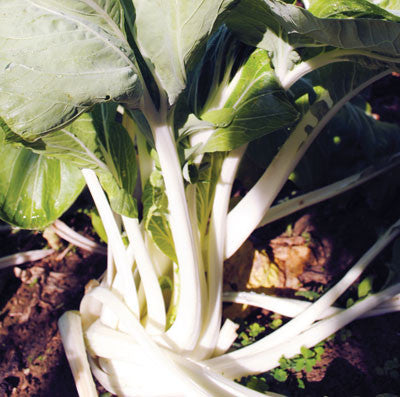 Seeds, White-Stemmed Pak Choi