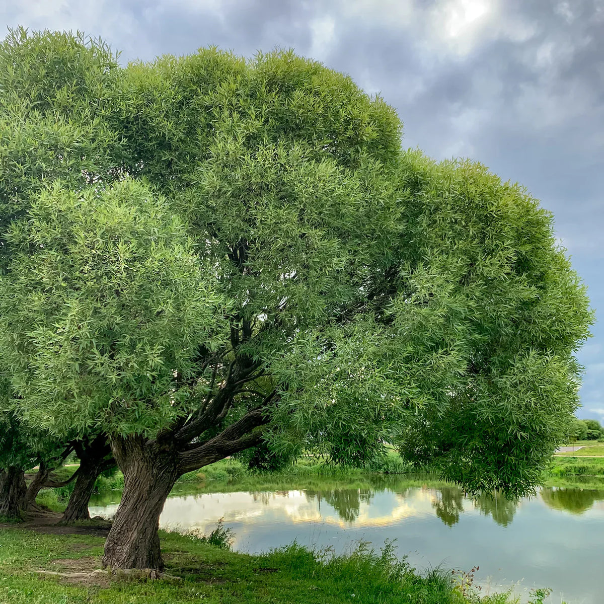 Black Willow Tree For Sale