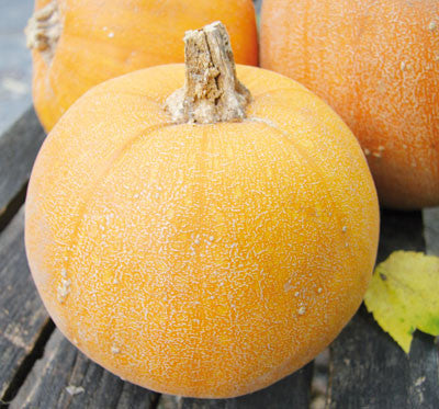 Seeds, Pumpkin Winter Luxury Pie