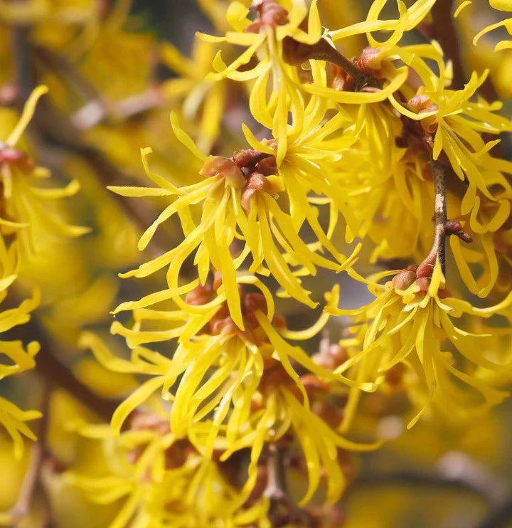 Vernal Witchhazel Native Shrub Tree For Sale