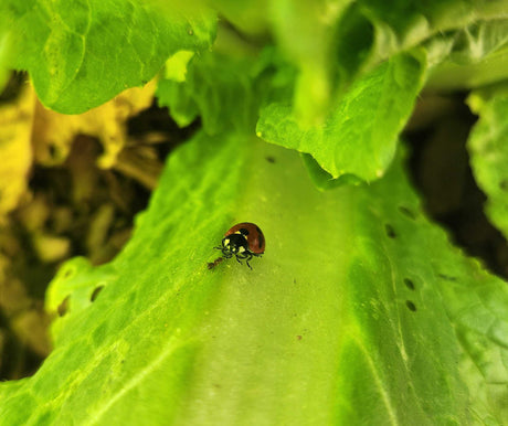 Ladybugs are beneficial bugs to your garden
