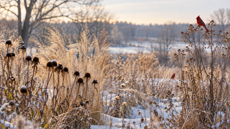 Planting for Winter Wildlife & Structure