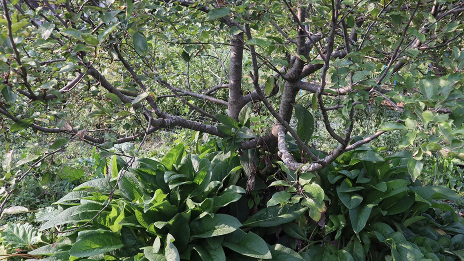Backyard Food Forests Made Simple