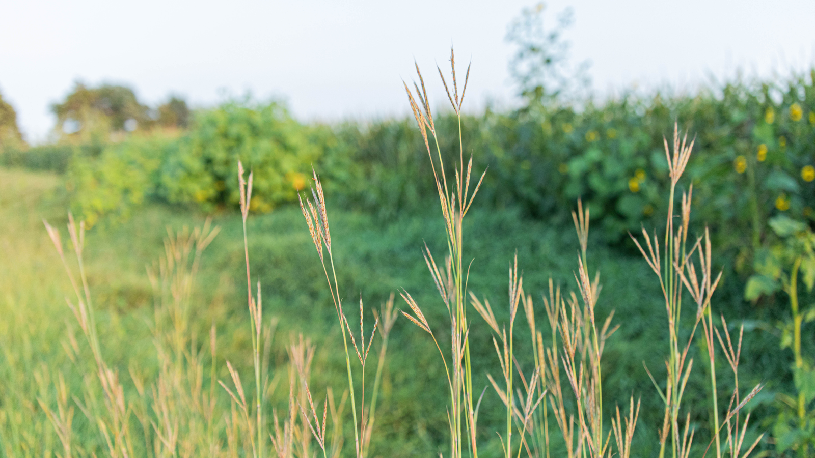 Gardening Through Unpredictable Seasons