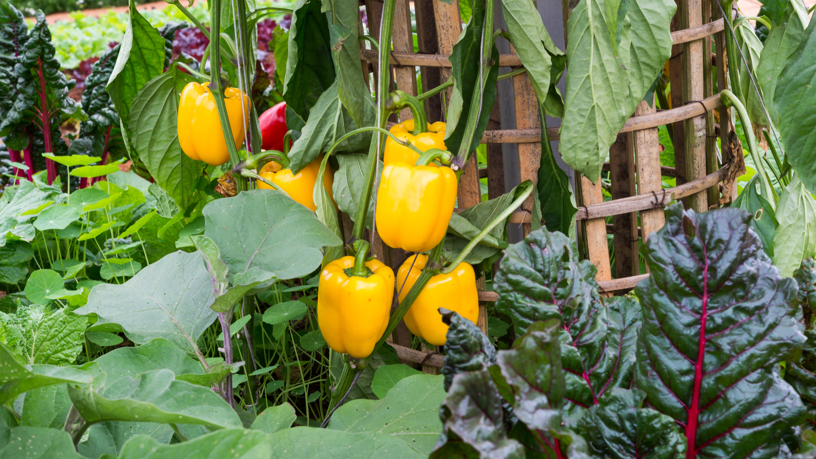 Planting & Caring for Perfect Peppers