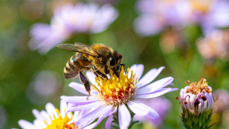 Planting for Pollinators All Season Long