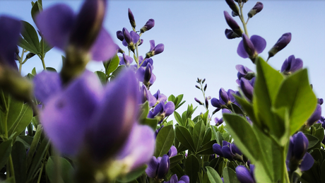 Beyond the Orchard: Why Every Fruit Grower Should Be Planting Natives