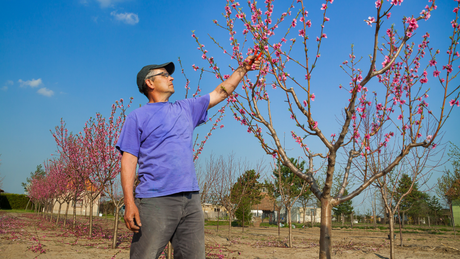 How to Dwarf a Standard Tree