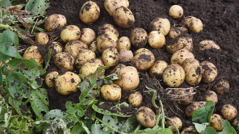 The Ultimate Guide on How To Grow Potatoes: From Seed to Storage