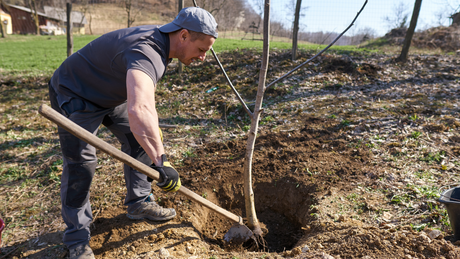 Understanding Bare Root Trees in Their First Year