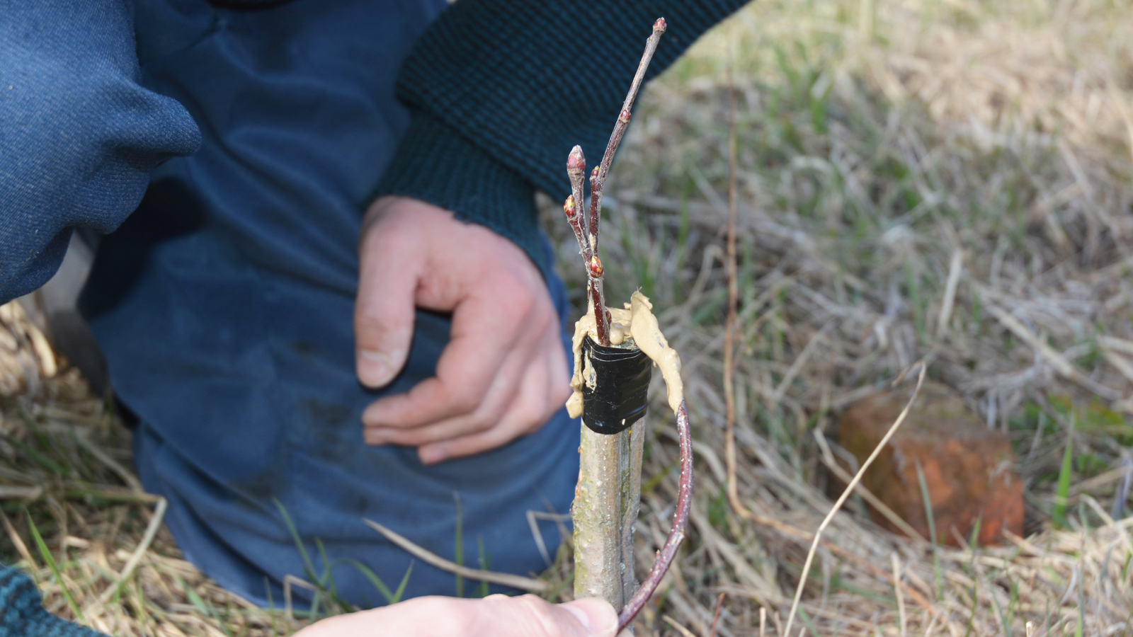 A Beginner’s Guide to Grafting Bare Root Rootstock