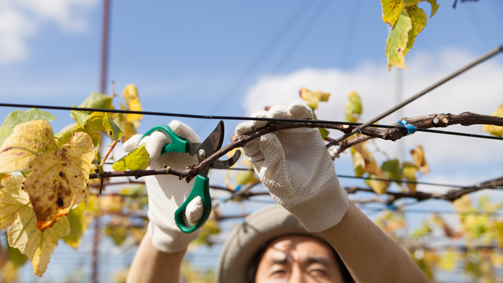 Cut, Root, Repeat: Winter Plant Propagation for the Homestead