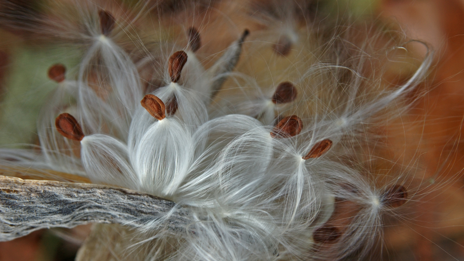 Seed Stratification at Home for Milkweed & Natives