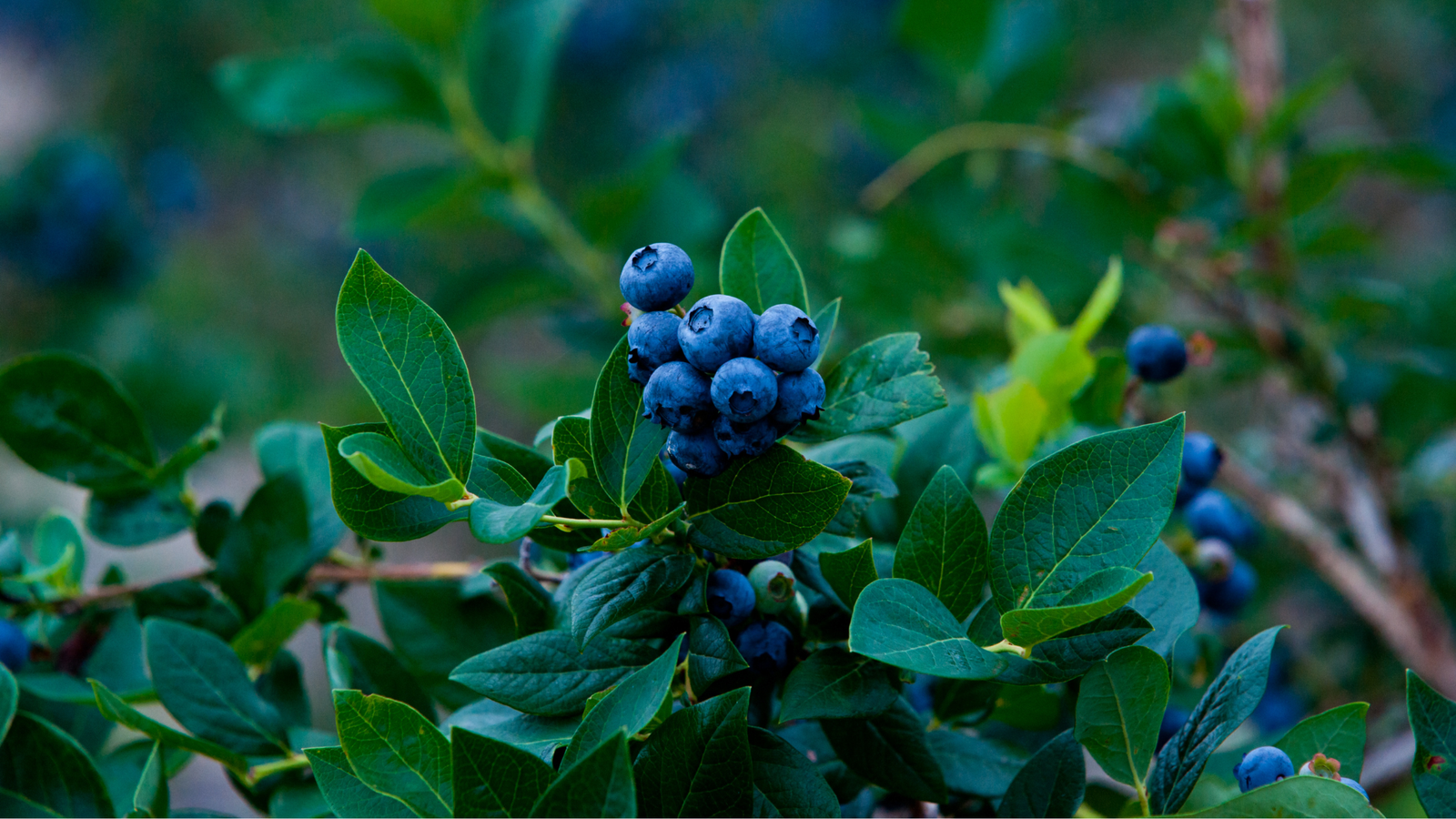 Building Better Blueberry Soil: Fall Prep for New Planting Sites and Established Bushes