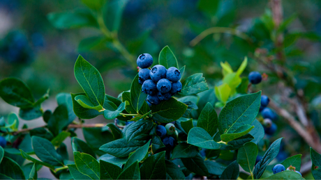 Building Better Blueberry Soil: Fall Prep for New Planting Sites and Established Bushes