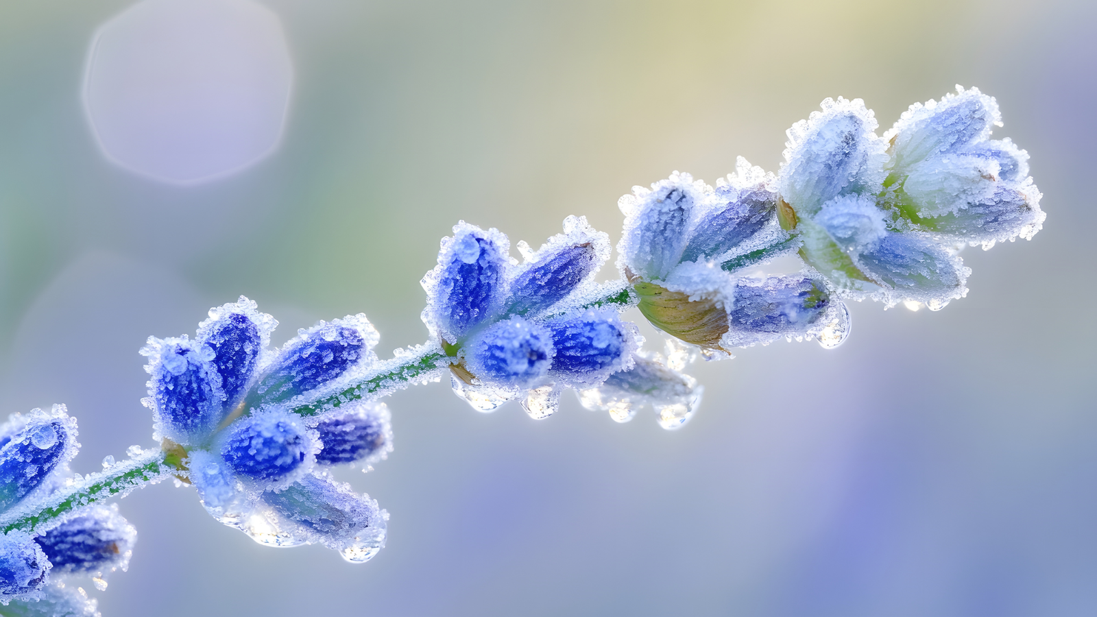 Overwintering Tender Perennial Plants: Techniques & Tips