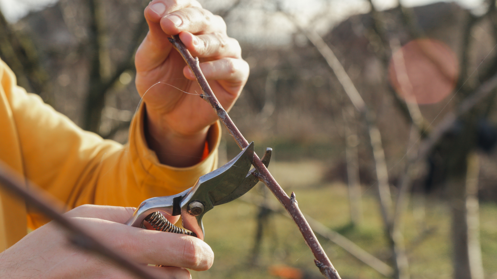 Autumn Pruning Tips