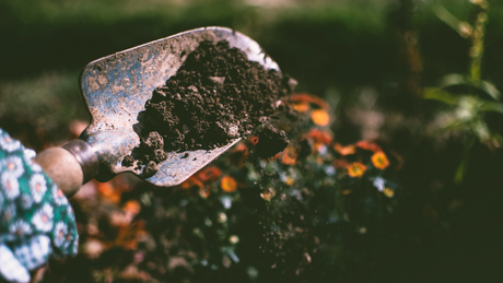 Fall Perennial Planting Guide