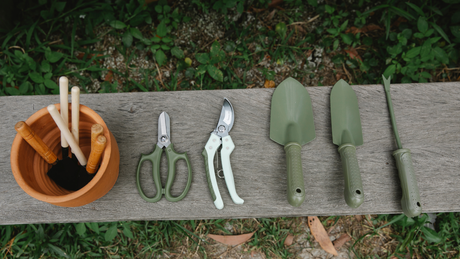 Dividing & Transplanting Perennials