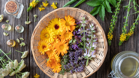 Medicinal Perennials to Plant in Fall