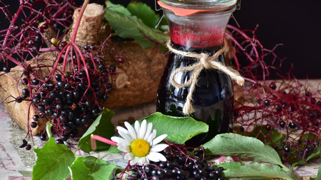Elderberries: Harvesting, Processing, and Planting