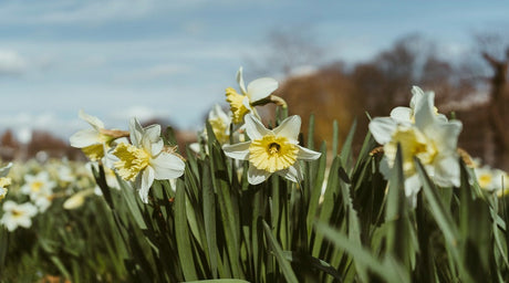 Why Bare Root Trees Are the Smartest Planting Choice for Your Landscape