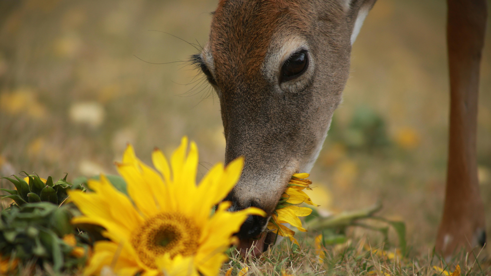 Beautiful Plants Deer Usually Leave Behind