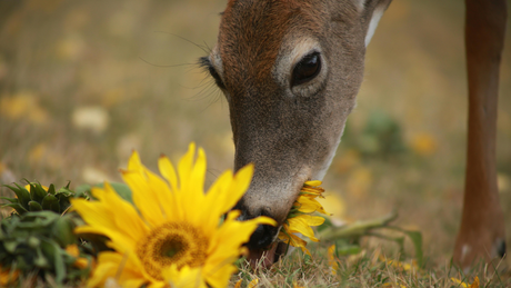 Beautiful Plants Deer Usually Leave Behind