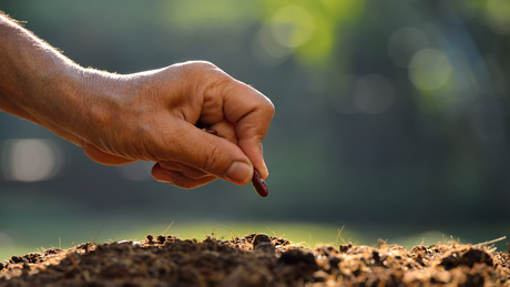 What to Plant in Late July