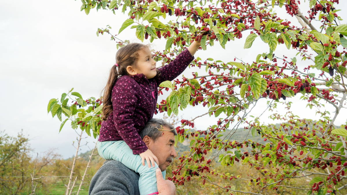 Trees That Feed Generations