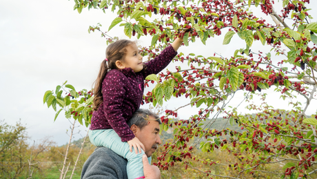 Trees That Feed Generations